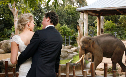 wedding-MZ-functions-and-events-500.jpg